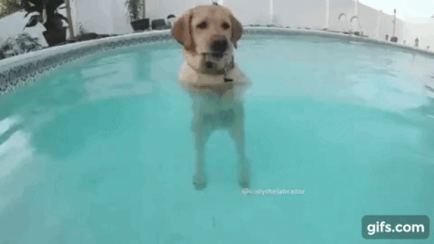 kutya labrador cody úszás medence