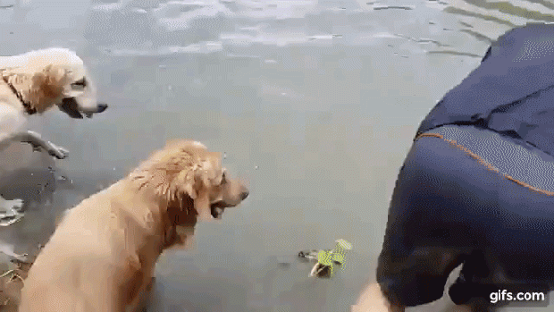 golden retriever kutya úszás