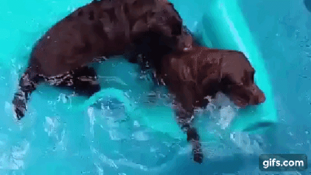 kutya úszás