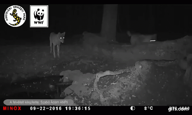 szürke farkas vaddisznó farkas Aggtelek WWF