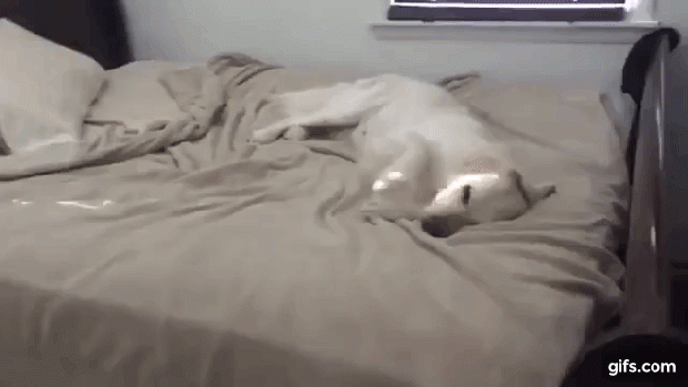 kutya buli ágy játék