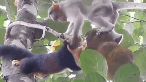 indiai királymókus makákó majom evés