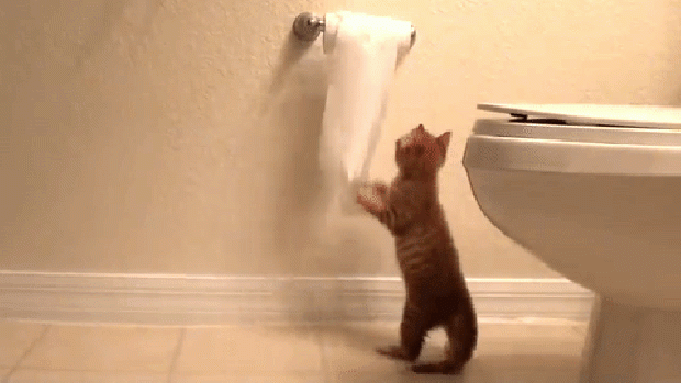 cica játék vécépapír