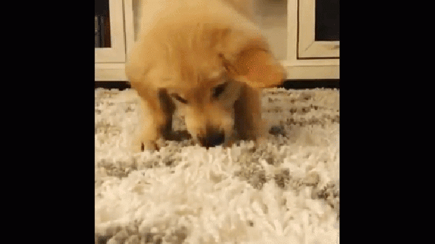 kutya játék golden retriever