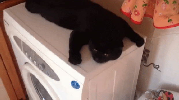 cica játék mosógép