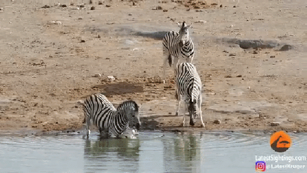 zebra domináns hím