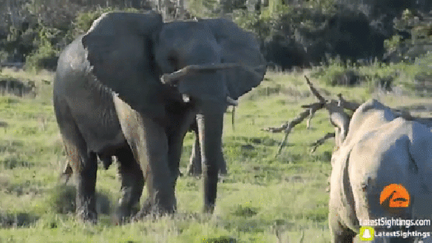 elefánt orrszarvú küzdelem