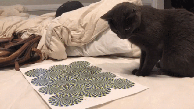 cica optikai illúzió játék