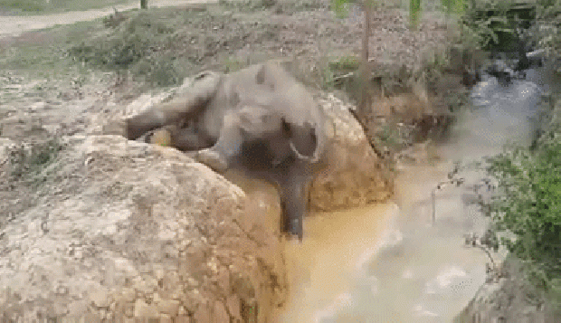 elefánt folyó indonézia