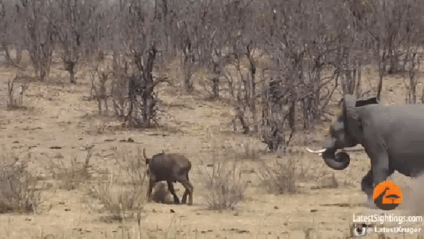 elefánt bivaly harc