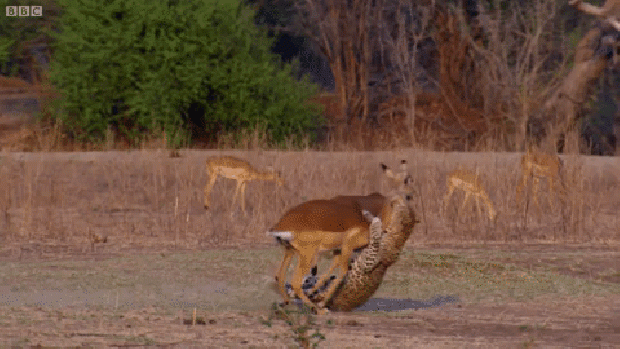 leopárd impala vadászat BBC