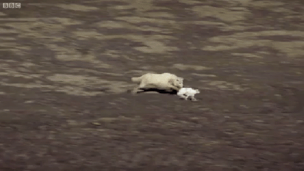 nyúl farkas vadászat BBC