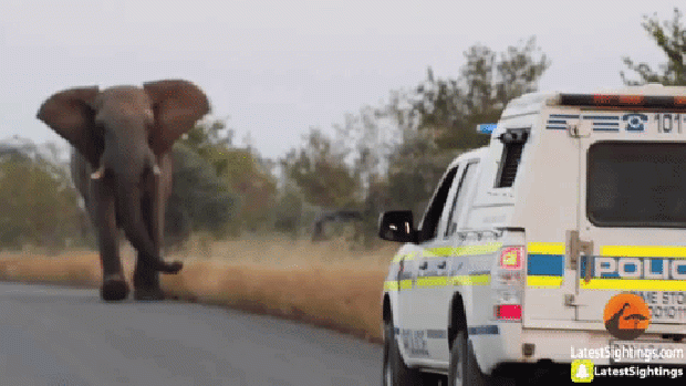 elefánt rendőr vadkutya