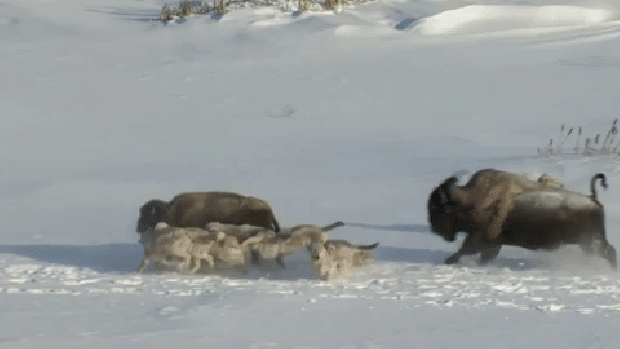 farkas bölény vadászat