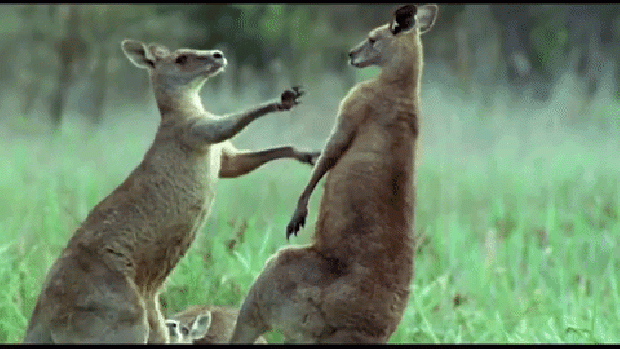 kenguru bbc harc párválasztás