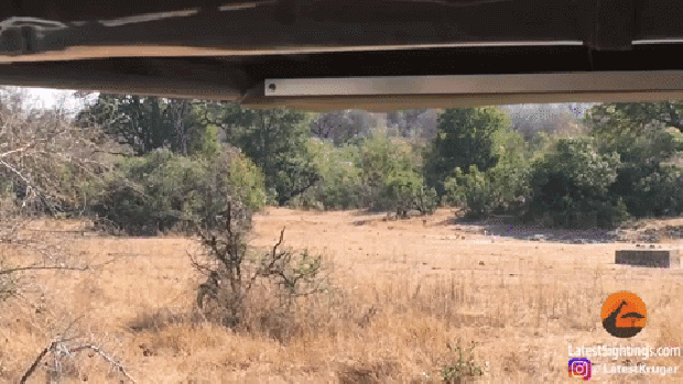 leopárd impala támadás