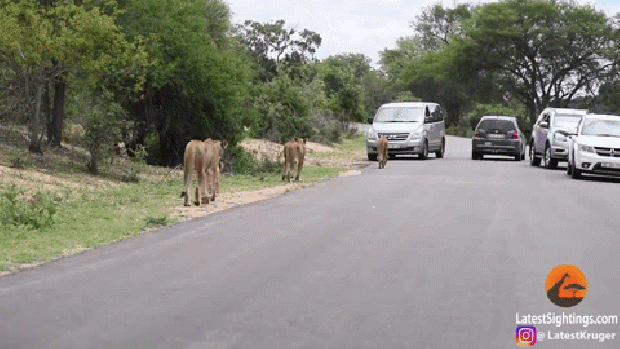 impala oroszlánok halál