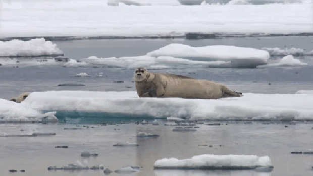 jegesmedve vadászat fóka BBC