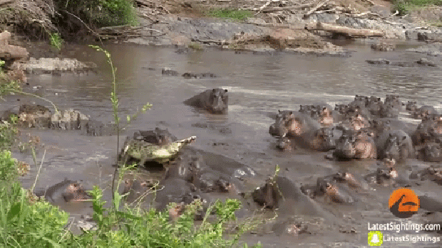 krokodil víziló harc