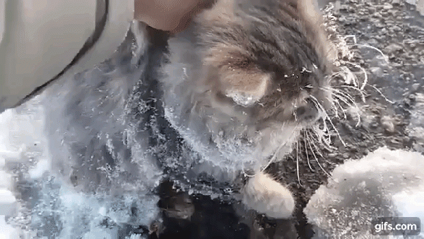 macska hideg jég szibéria