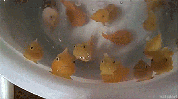 eumicrotremus lumpsucker fish Otaru Aquarium Hokkaido