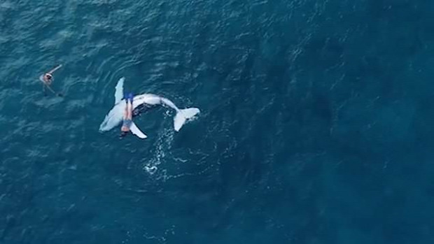 úszás úszó bálna borjú