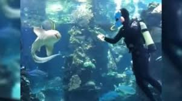 akvárium búvár cápa zebra takarítás