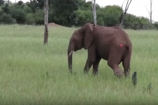 gyógyítás orvos elefánt láb sérülés