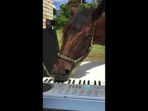 ló zongora szintetizátor