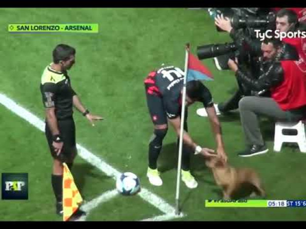 foci mérkőzés kutya