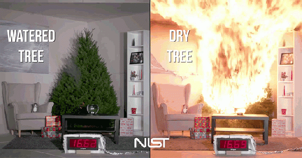 karácsonyfa száraz víz tűz