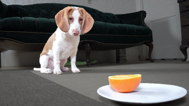beagle kölyök narancs