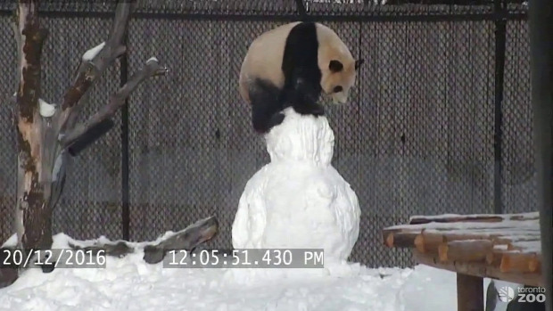 panda hóember