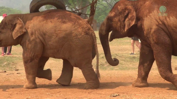elefánt bébi játék borjó anya evés