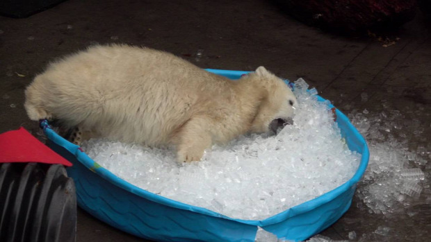állatkert jegesmedve jég medence