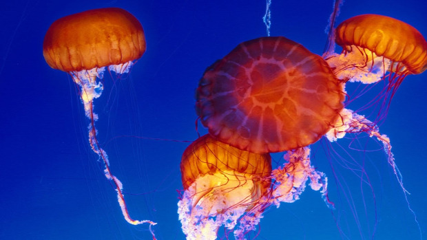 akvárium  tengeri medúza Monterey Bay