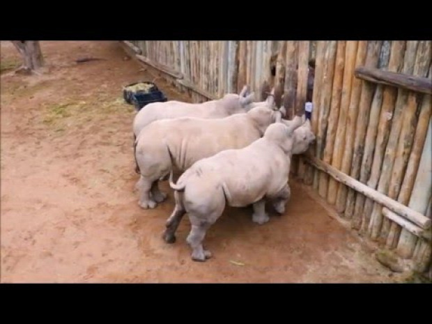 rinocérosz orrszavú bébi