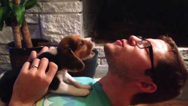 beagle kutya kölyök tanul vonyít