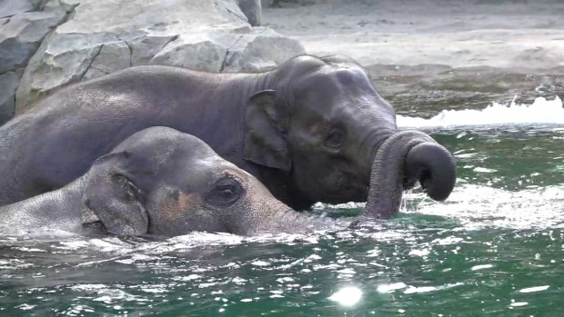elefánt fürdés Samudra