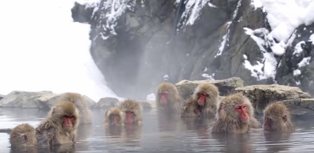 majom makákó Japán meleg víz termál víz