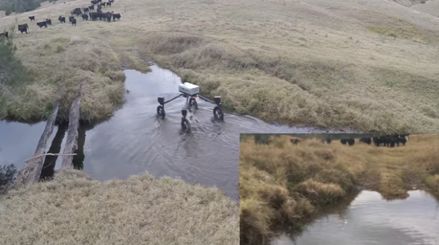 drón robot pásztor Ausztrália