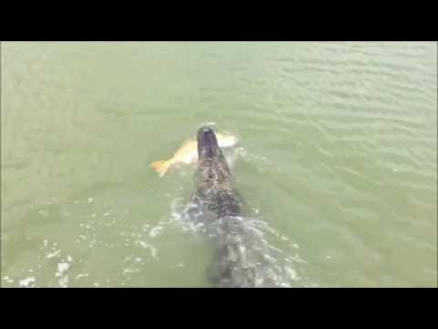 fiú horgászik kapás aligátor krokodil