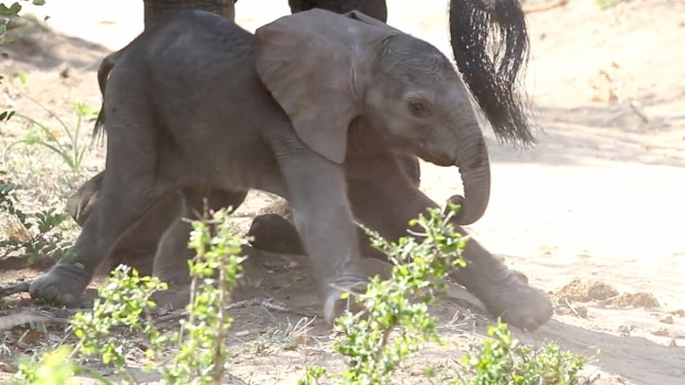 bébi  elefánt jár