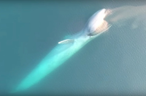 kék bálna drón krill evés