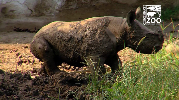 fekete orrszarvú rinocérosz bébi állatkert sár