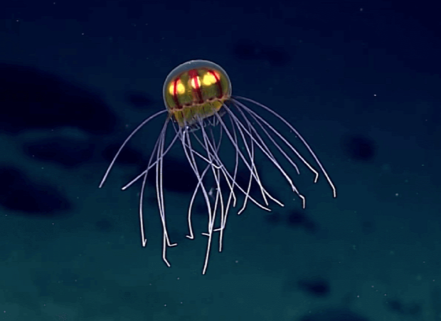 medúza Enigma-fenékhegy Mariana-árok lépegető ufó