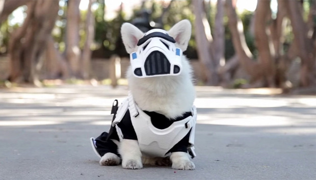 SW Star Wars rohamosztagos kutya korgi cosplay