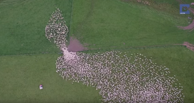 bárány birka terelés drón