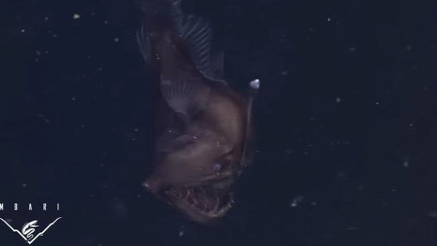 ördöghal tenger mélység