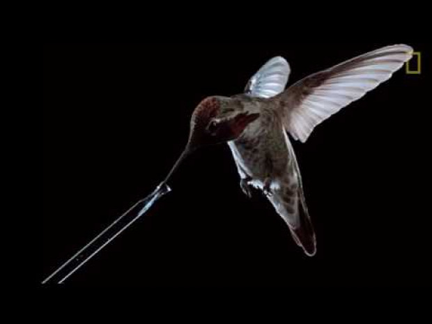 kolibri repül iszik